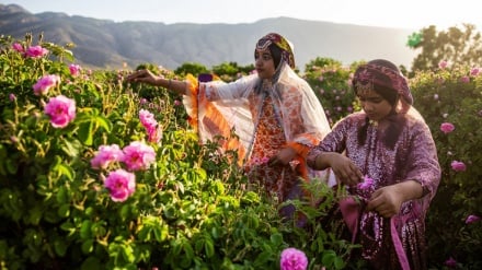 در میان طلاهای صورتی؛ تصاویری دلنشین از برداشت گل‌محمدی در استان فارس ایران